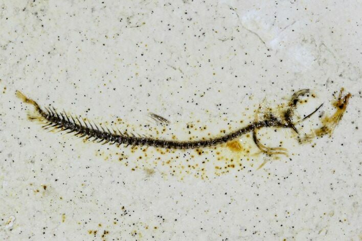 Bargain, Jurassic Fish (Leptolepides) Fossil - Solnhofen #104303